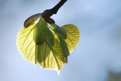 Tilia platyphyllos - lípa velkolistá - jarní listy (2)